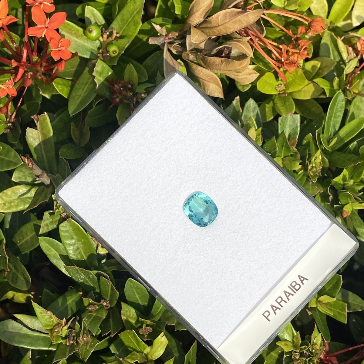 La Tourmaline Paraïba, 4,08 ct de Bonnot Paris, est présentée sur une carte blanche parmi des feuilles vertes luxuriantes et des fleurs rouge-orange, soulignant sa teinte bleue vibrante avec un contraste époustouflant.